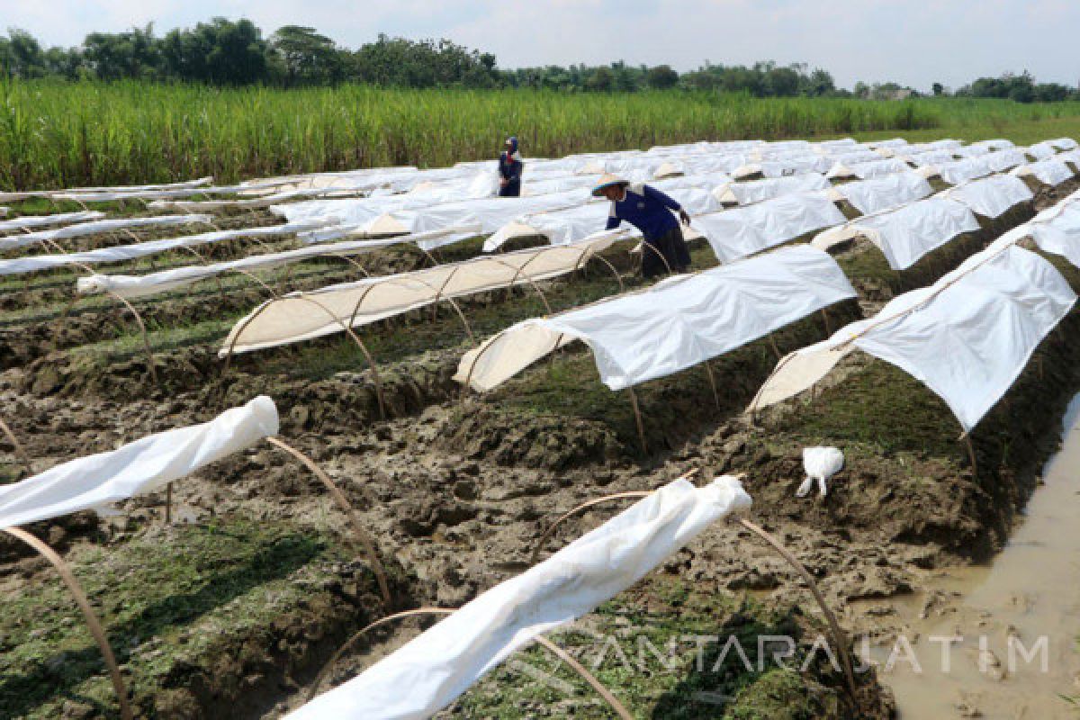 Petani Bojonegoro Mulai Buat Persemaian Tembakau