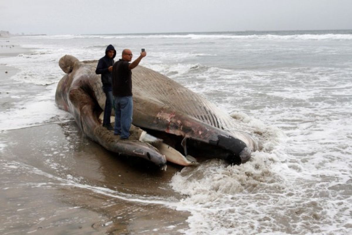 Kematian paus abu-abu di W. Coast berkaitan dengan penghangatan Arktik