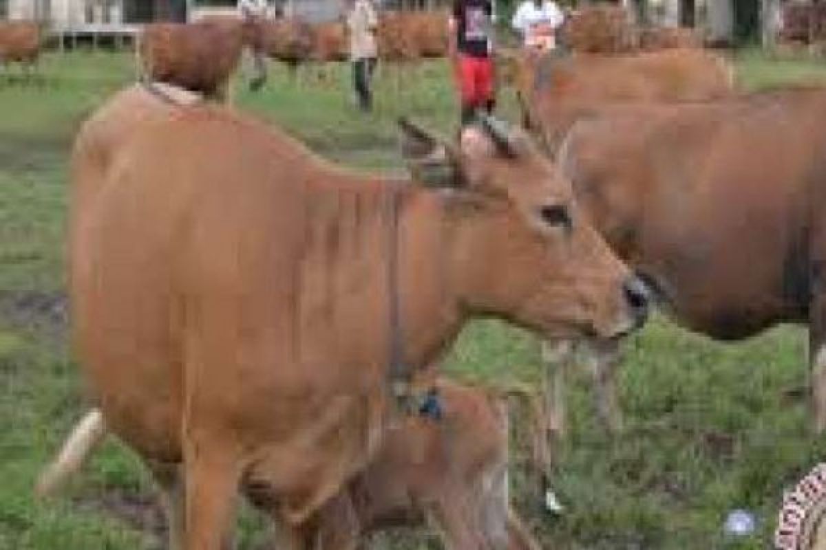 2.400 Sapi dan 1.170 Kambing Akan Disalurkan ke Kelompok Tani di Riau, Begini Pengawasannya