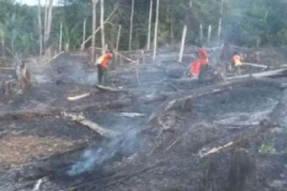 5 Hektare Lahan Untuk Ditanami Sawit di Tengah Kota Pekanbaru Terbakar 