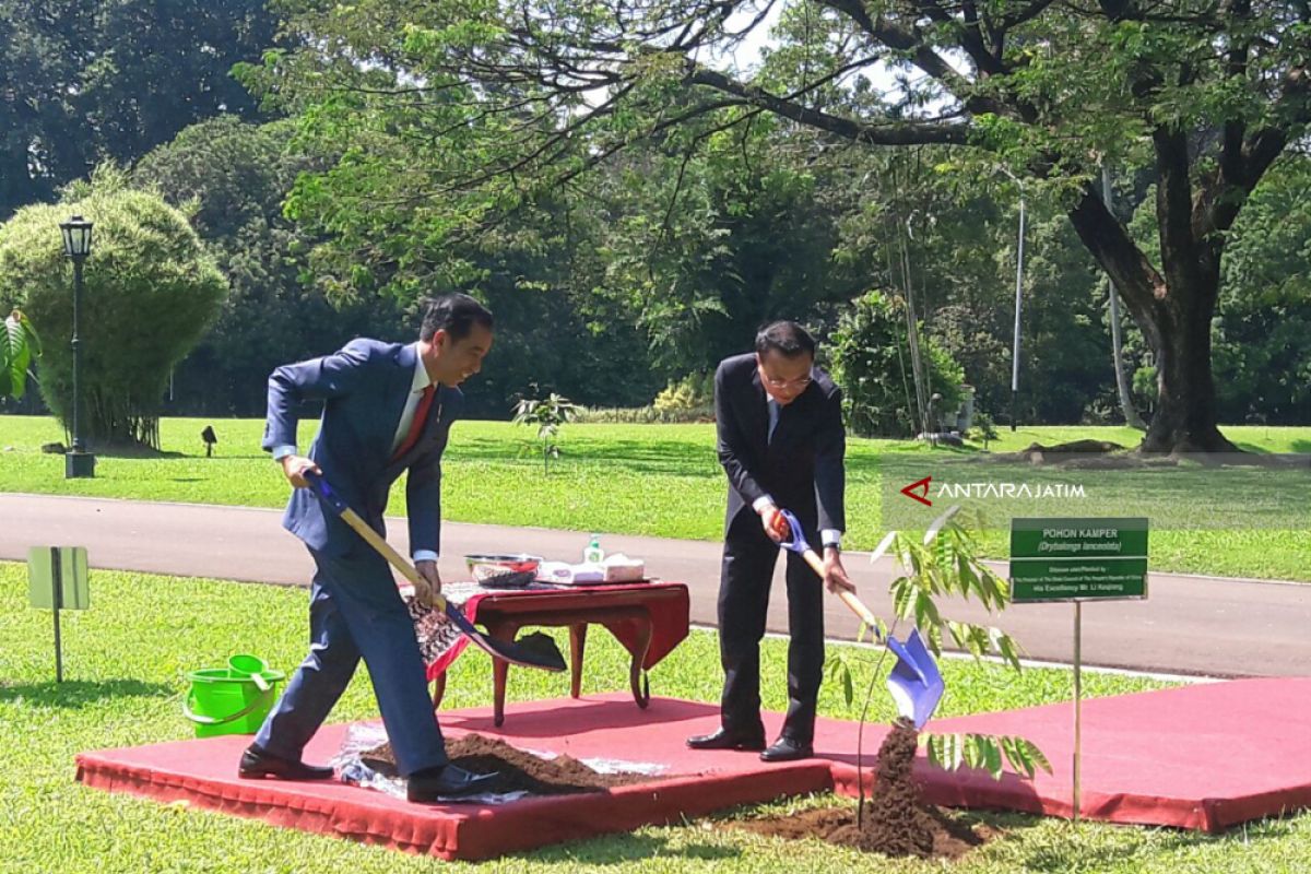 Jokowi-Li Tanam Pohon Kamper di Istana Bogor (Video)