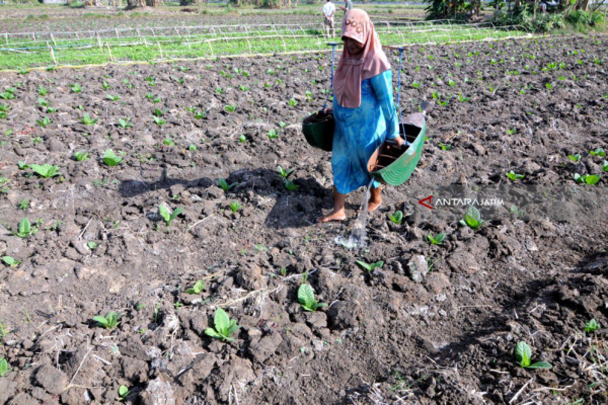 Tembakau Madura 2018 Naik Rp2.953