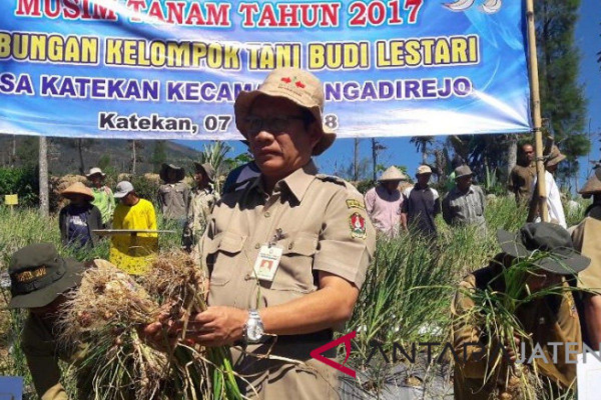 Petani lereng Gunung Sindoro panen bawang putih