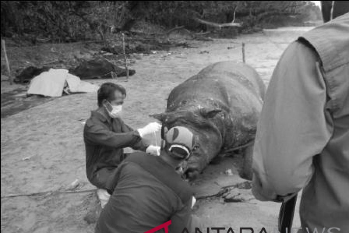 WWF-Indonesia: Kematian Badak Jawa, “Bukan Disebabkan oleh Penyakit Infeksius ataupun Perburuan Liar”