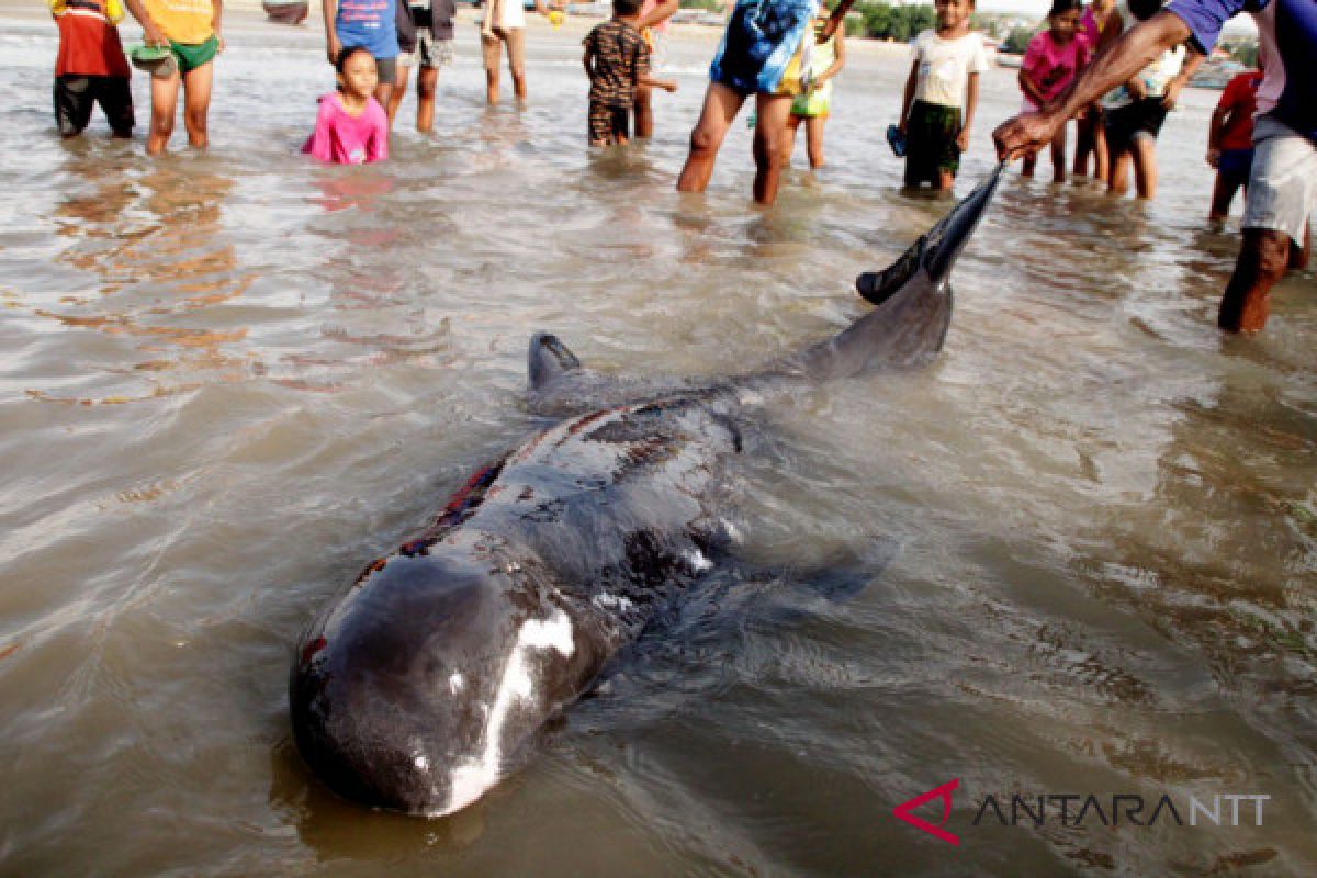 Melon headed Whale stranded in Kupang