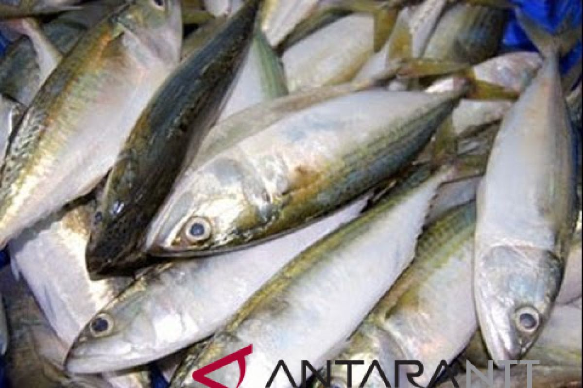 Harga ikan di pasaran Kupang masih stabil
