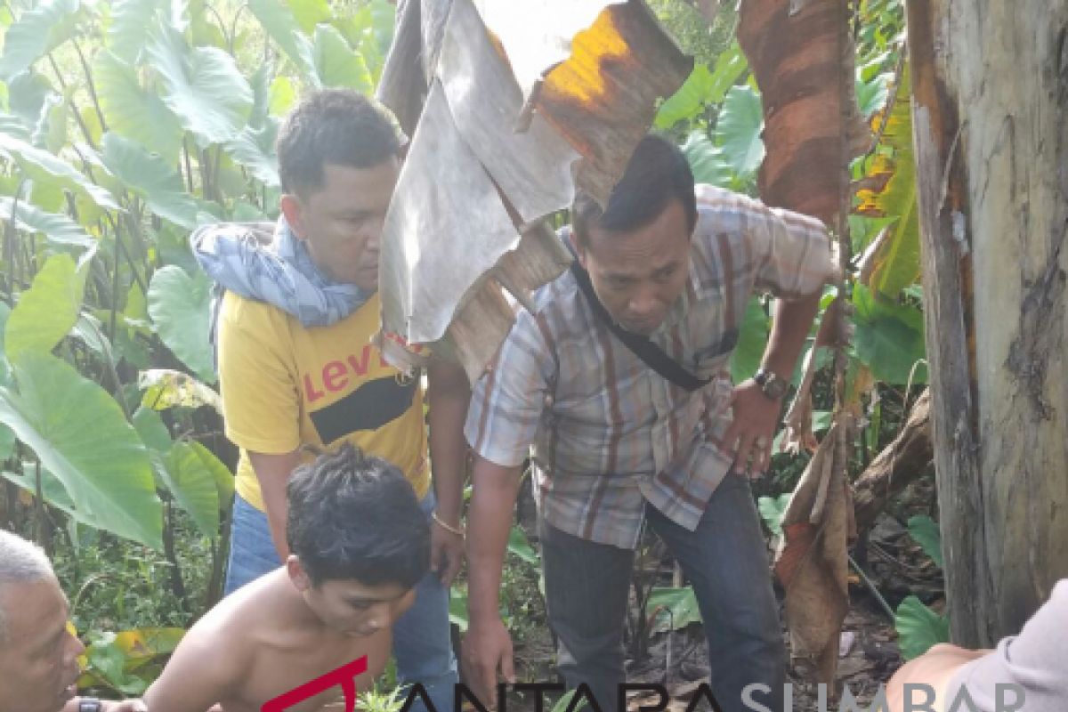 Polres Pasaman Barat tangkap warga Ujung Gading tanam ganja