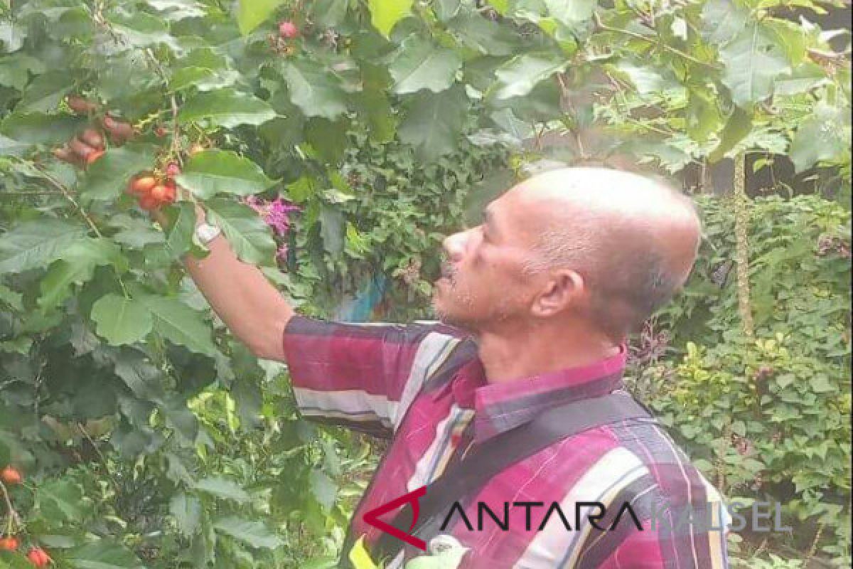 Petani HST sukses berkebun kacang Amazone