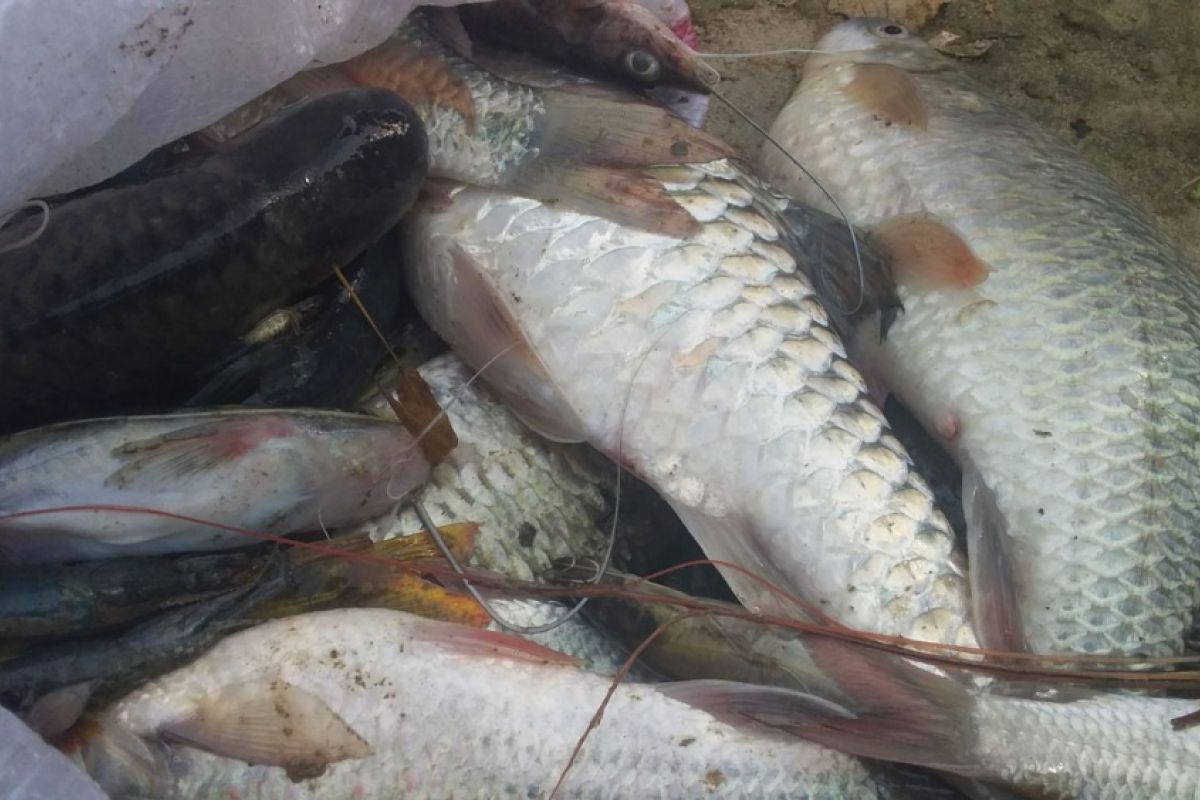 Sei Padang tercemar, ratusan ikan mati terapung