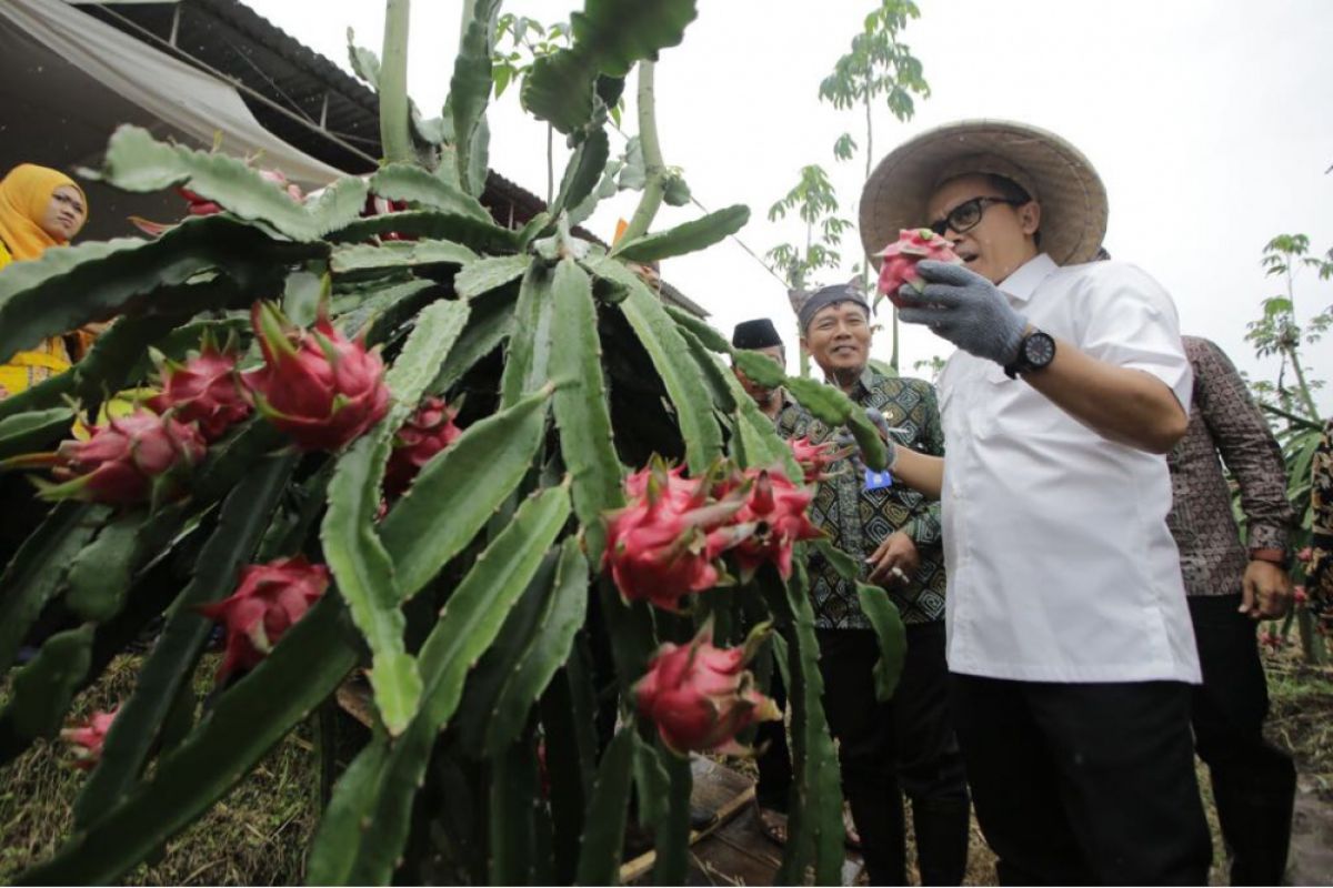 Ratusan Anak Muda Banyuwangi Ikuti Kompetisi Bisnis Rintisan Agribisnis