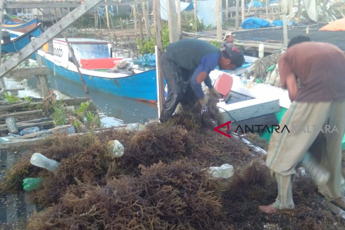 Harga rumput laut di Nunukan Rp11.000/kg