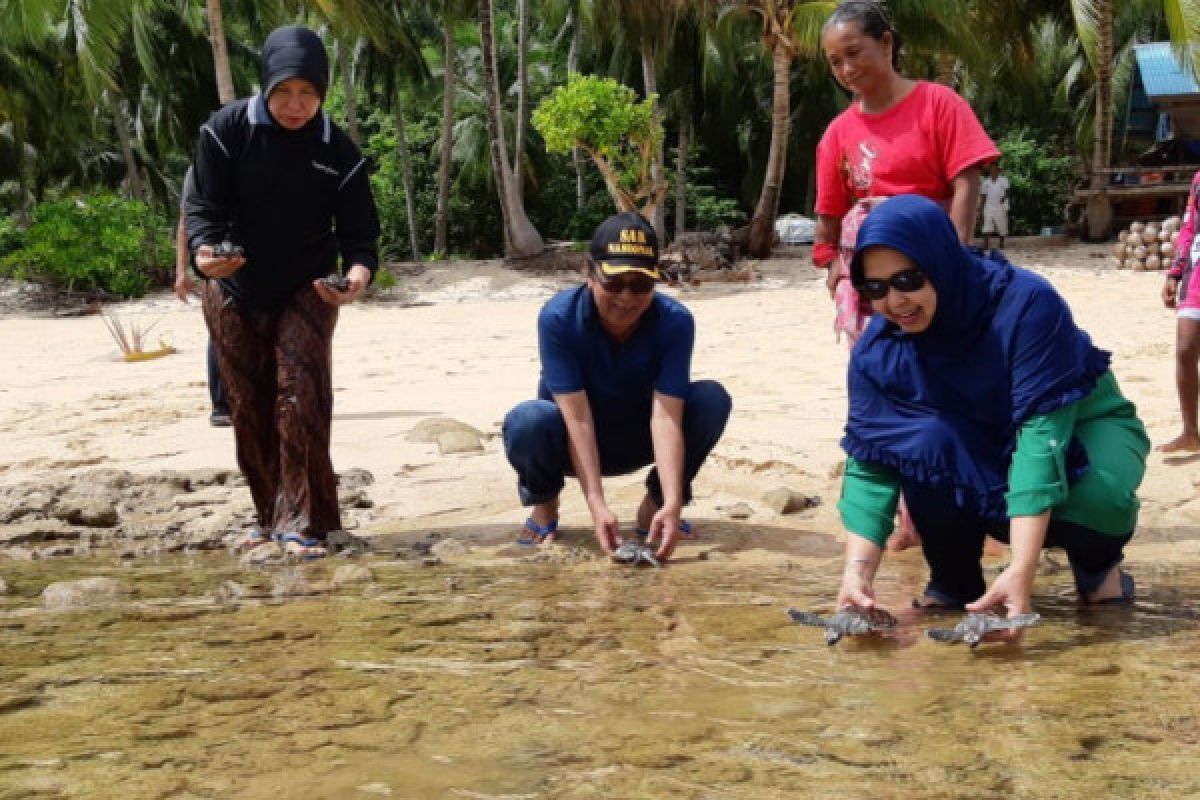 Bupati Hildi lepasliarkan tukik di Karimata