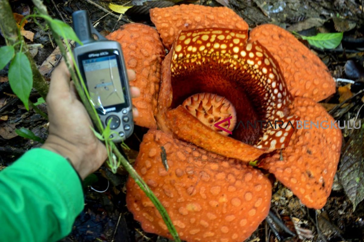 Rafflesia Kemumu mekar lagi di Bengkulu Utara
