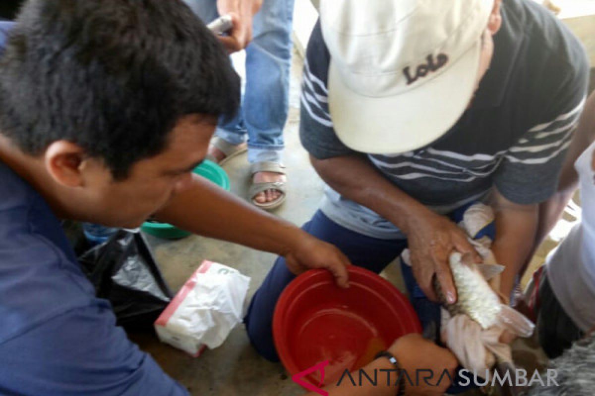 Four species of local rare  fish bred in Solok Selatan