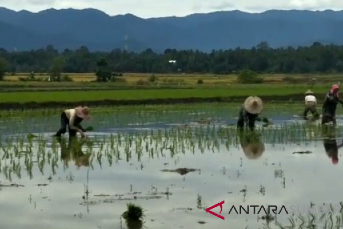 Padang Pariaman terapkan kesepakatan tanam antisipasi hama padi