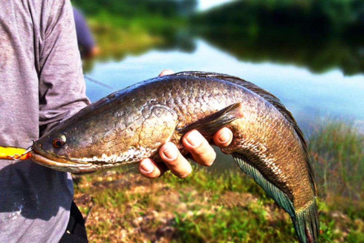 Harga daging ikan gabus setara daging sapi di Pasar Cinde Palembang