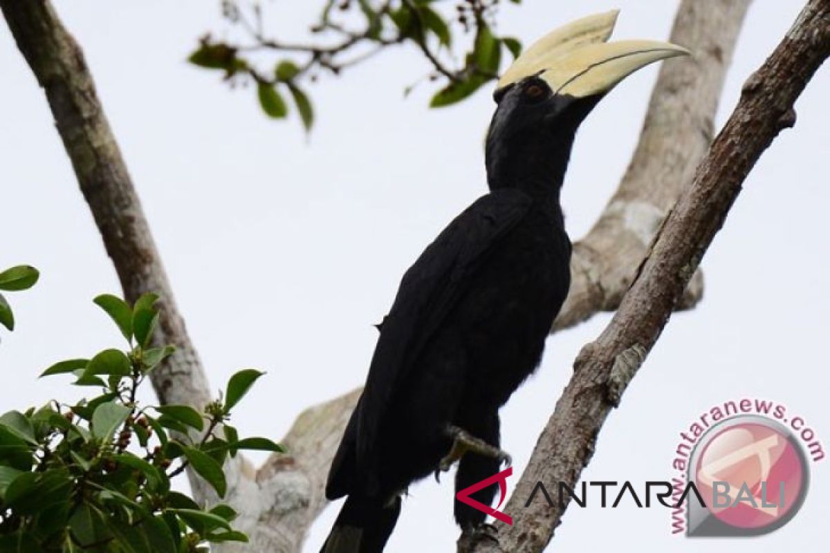 Bertambah, Jenis burung khas Indonesia