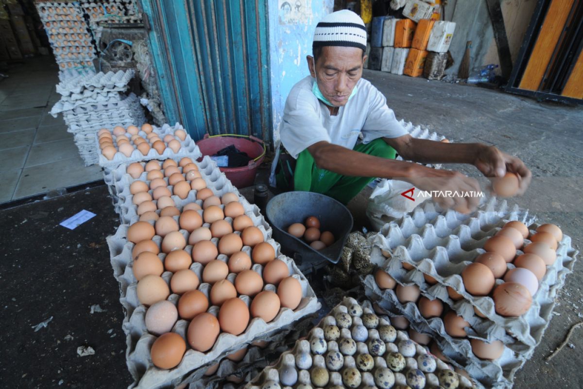 Harga Telur Terkerek Mahalnya Pakan Ayam