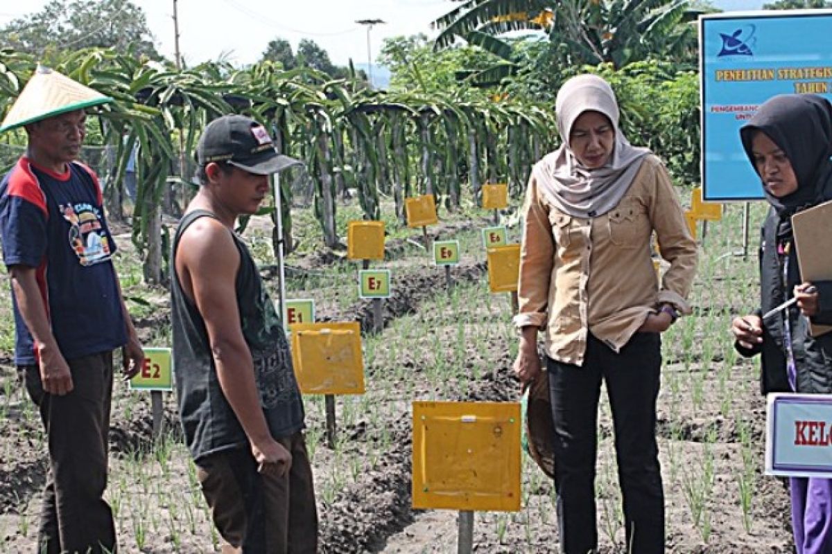 Petani di Palu rugi karena gagal panen