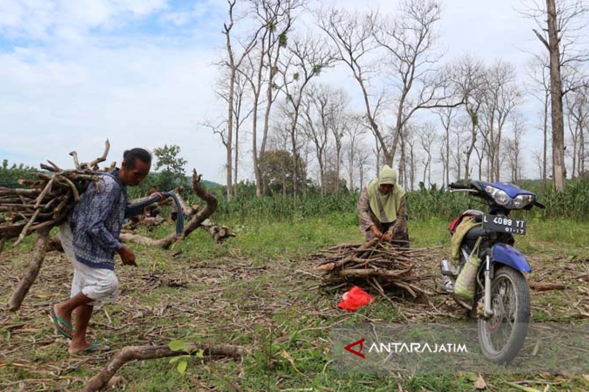 Bojonegoro Kembangkan Tanaman Minyak Kayu Putih