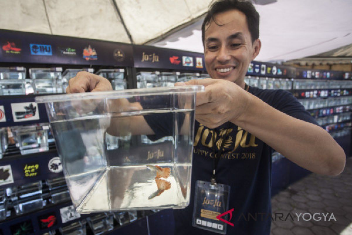 Yogyakarta tuan rumah festival guppy terbesar dunia