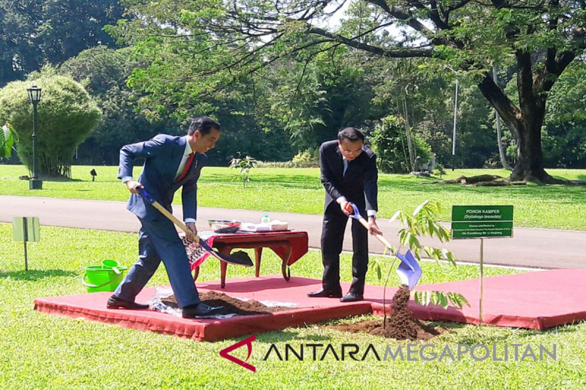 Ketika Presiden Jokowi dan PM Tiongkok menanam pohon kamper (Video)