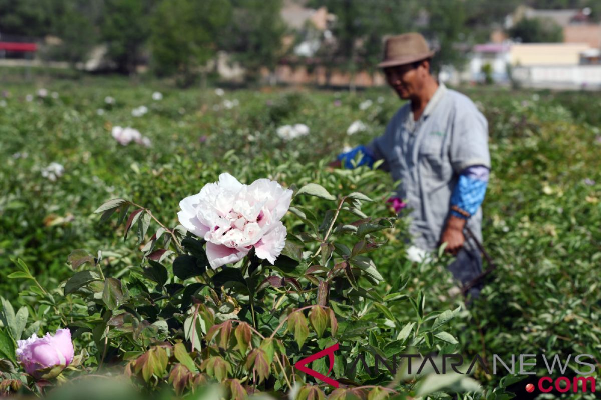 Mekarnya bunga peony dorong perekonomian Gansu Linxia