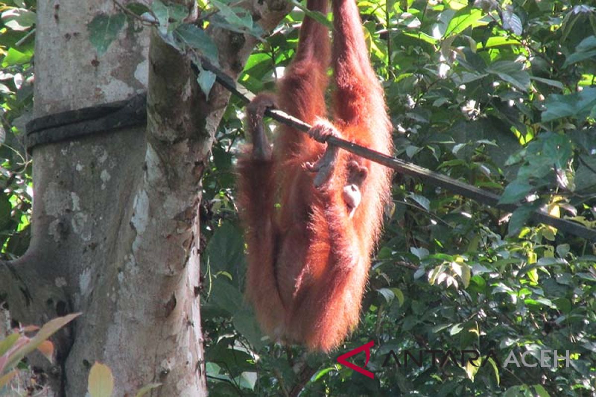 Dua orangutan dilepasliarkan di cagar alam Jantho