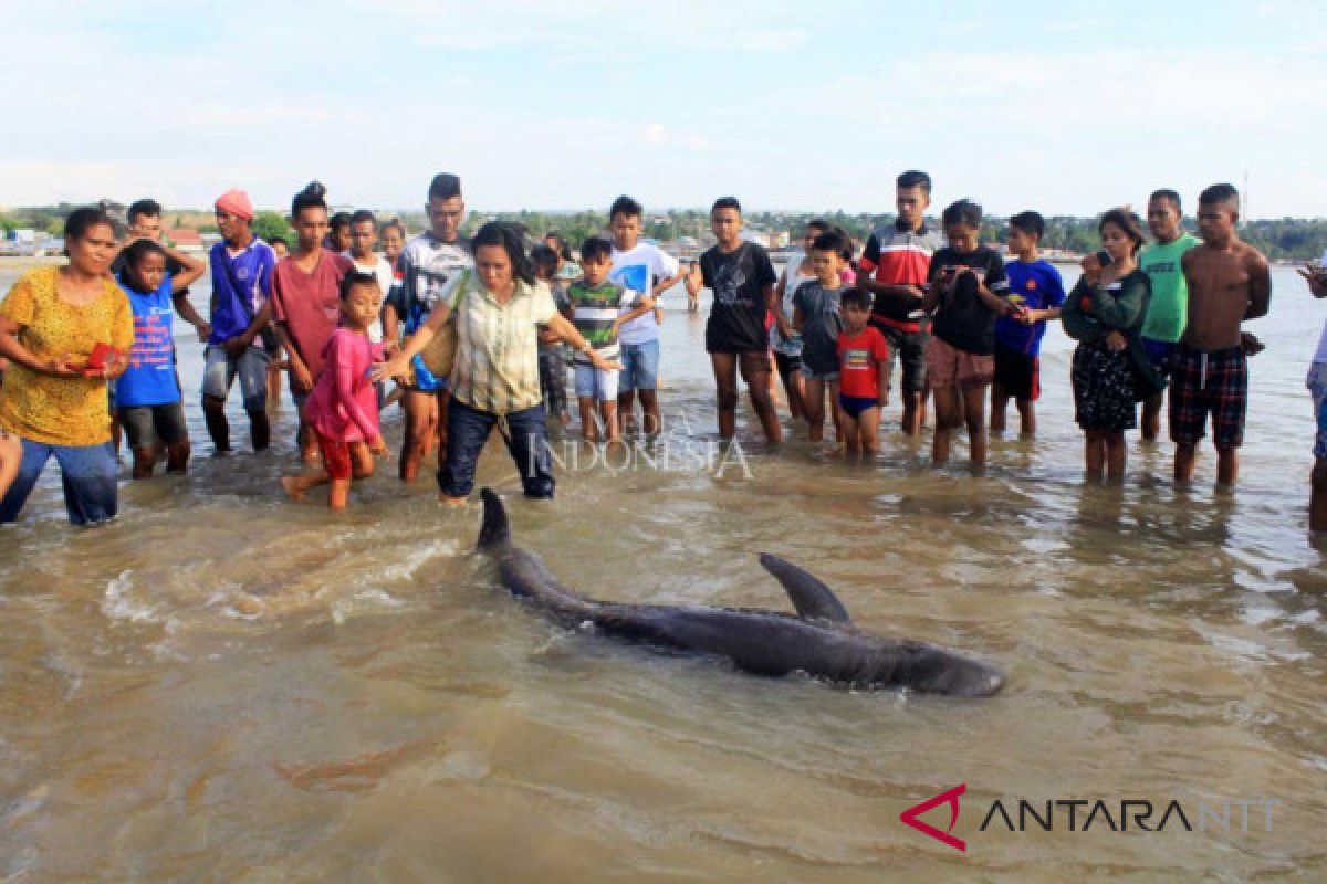 Paus terdampar berhasil dikembalikan ke laut