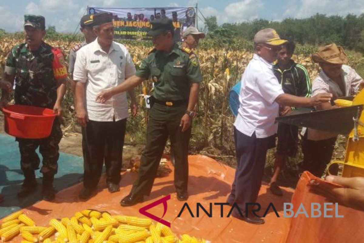 Pemkab Bangka-TNI AD panen jagung perdana