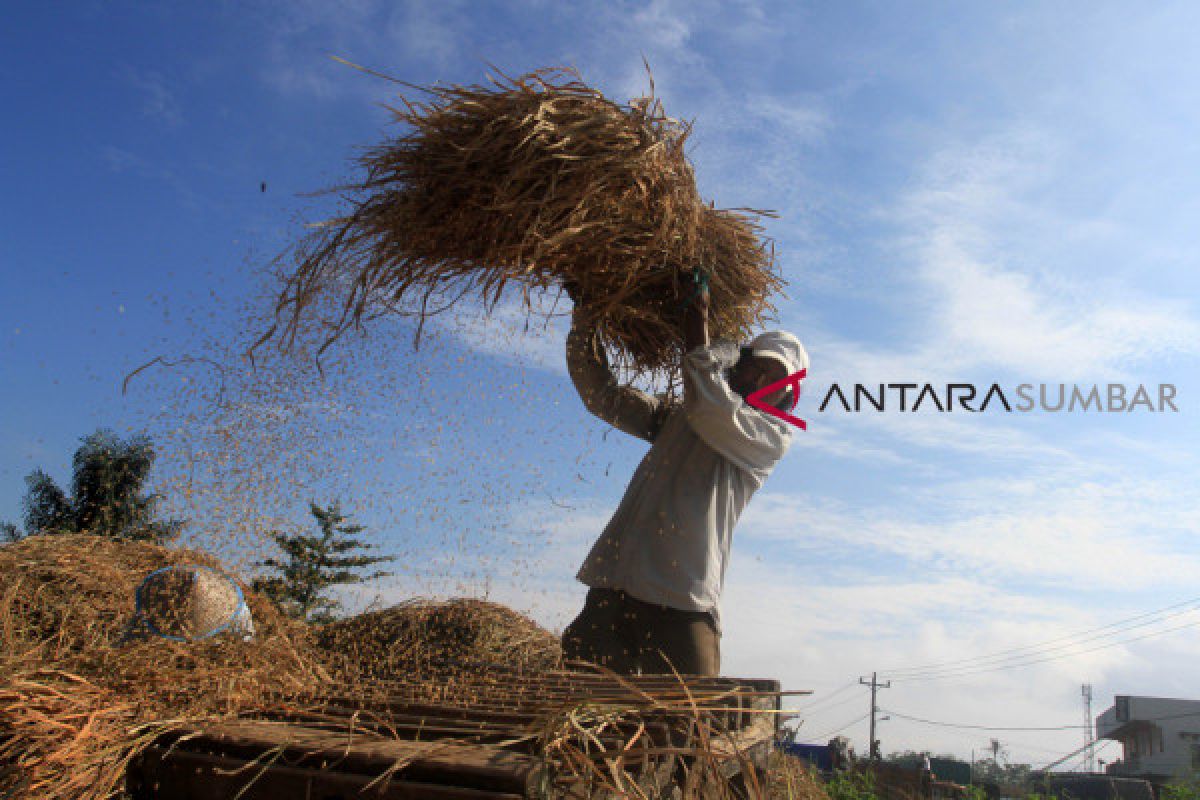 4.069 petani Sumbar asuransikan usaha tanaman padi