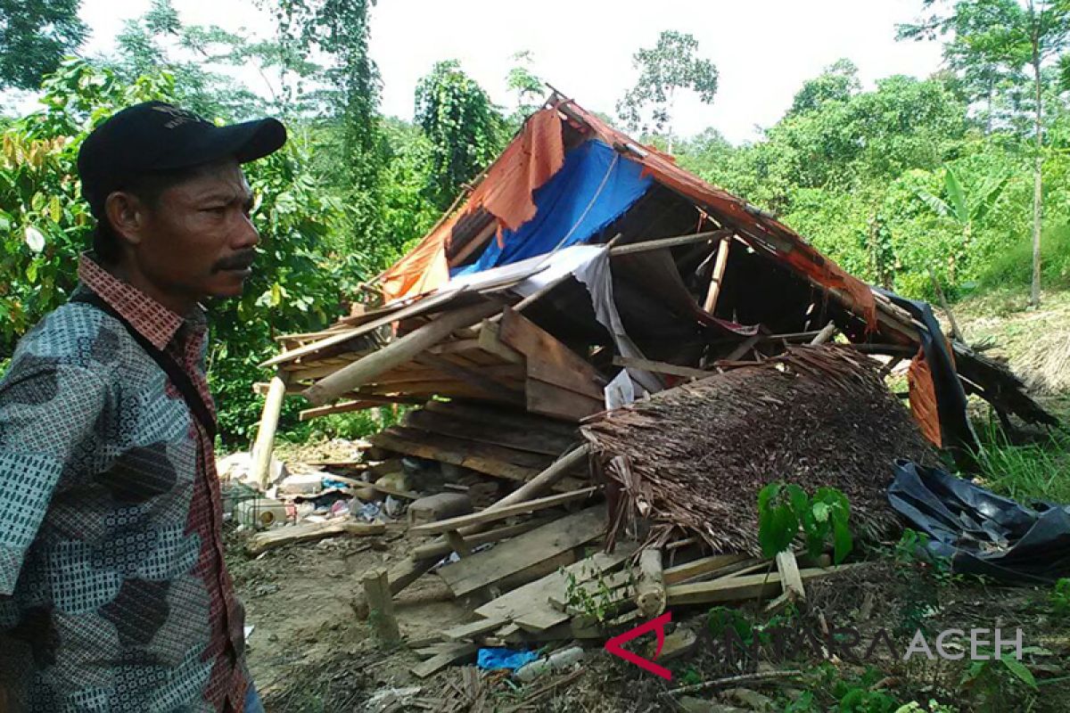 Kawanan gajah rusak perkebunan warga di Aceh