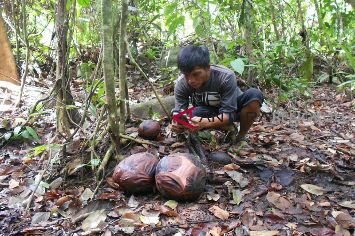 13 knop bunga Rafflesia arnoldii di Bengkulu