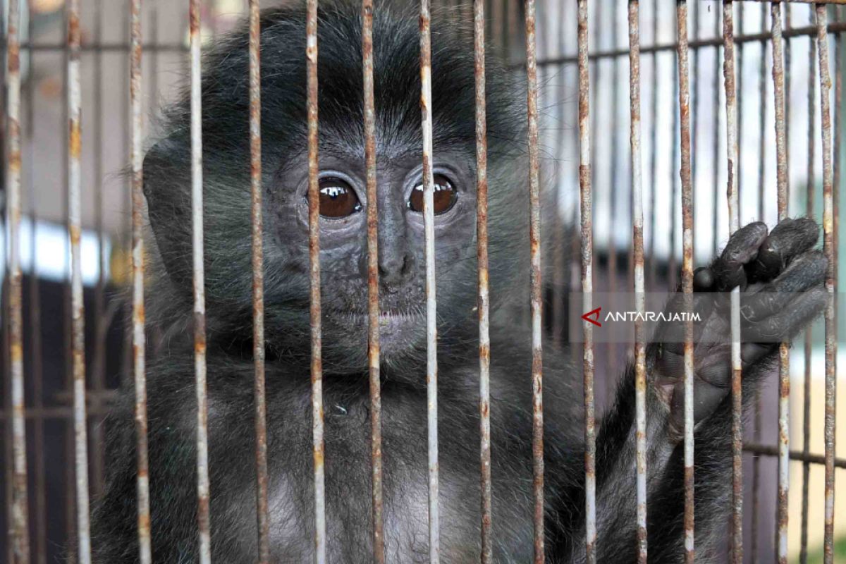 Ungkap Jual Beli Satwa Dilindungi, BBKSDA Tingkatkan Sosialisasi