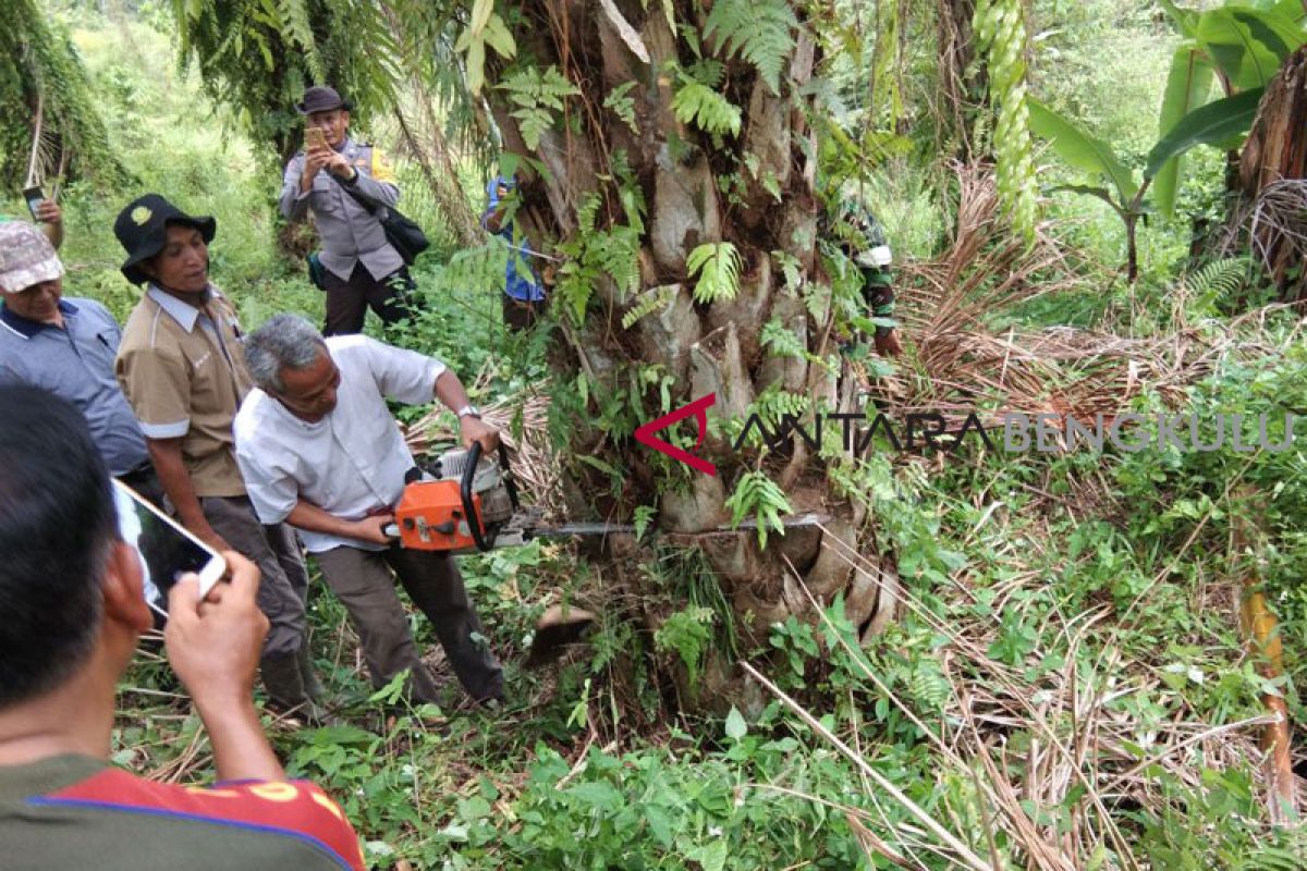 THR buruh perempuan PT Argo Muko tanggung jawab sub kontraktor