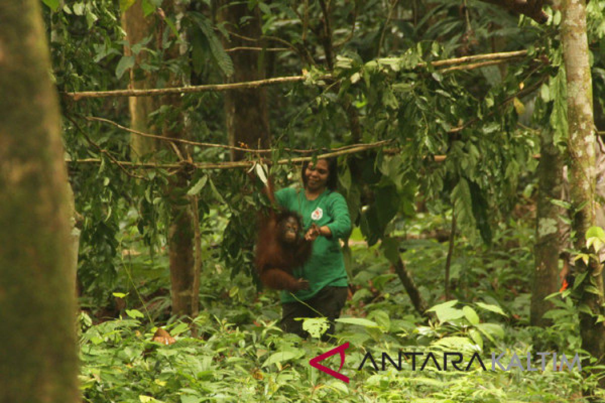 Four Paws gandeng Jejak Pulang buka Sekolah Orangutan di Samboja