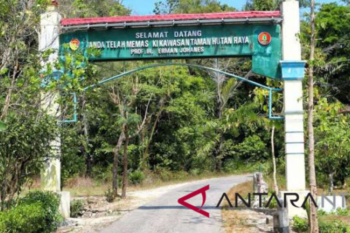 Tahura Yohannes jadi sasaran kebakaran