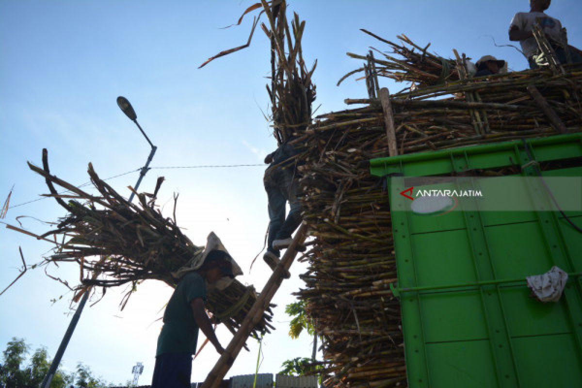 Bulog Beli Gula Petani Tebu Bondowoso-Situbondo