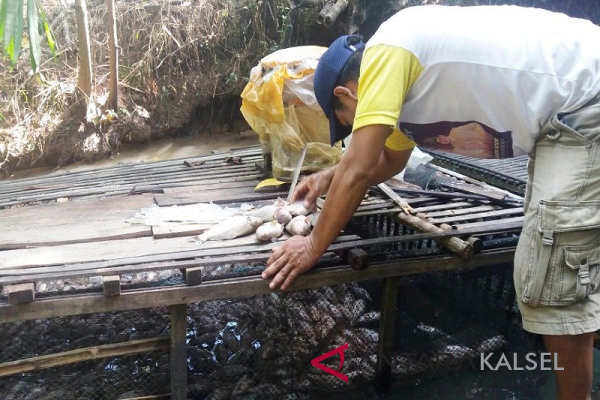 Video - Kematian Ribuan Ikan Petani Keramba Tidak Terindikasi Penyakit