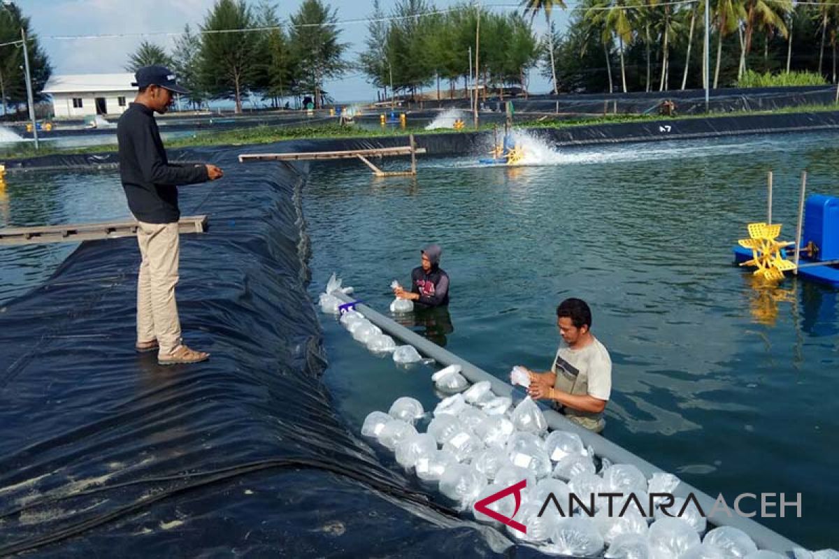 Petambak Aceh barat tabur 2 juta bibit vaname