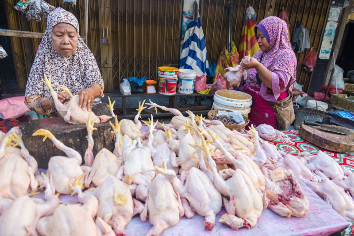 Harga daging ayam potong naik jelang Lebaran