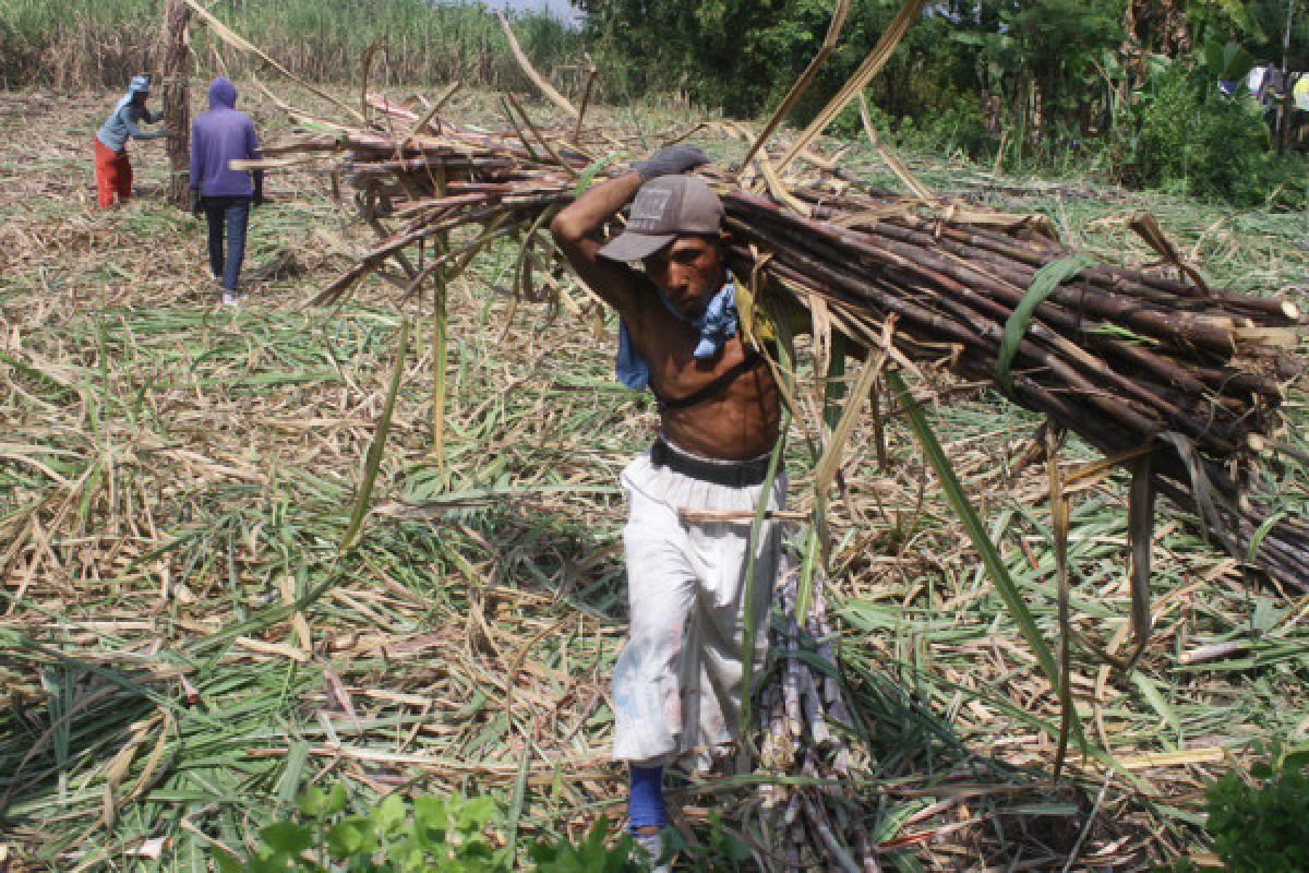 Harga gula murah petani enggan tanam tebu