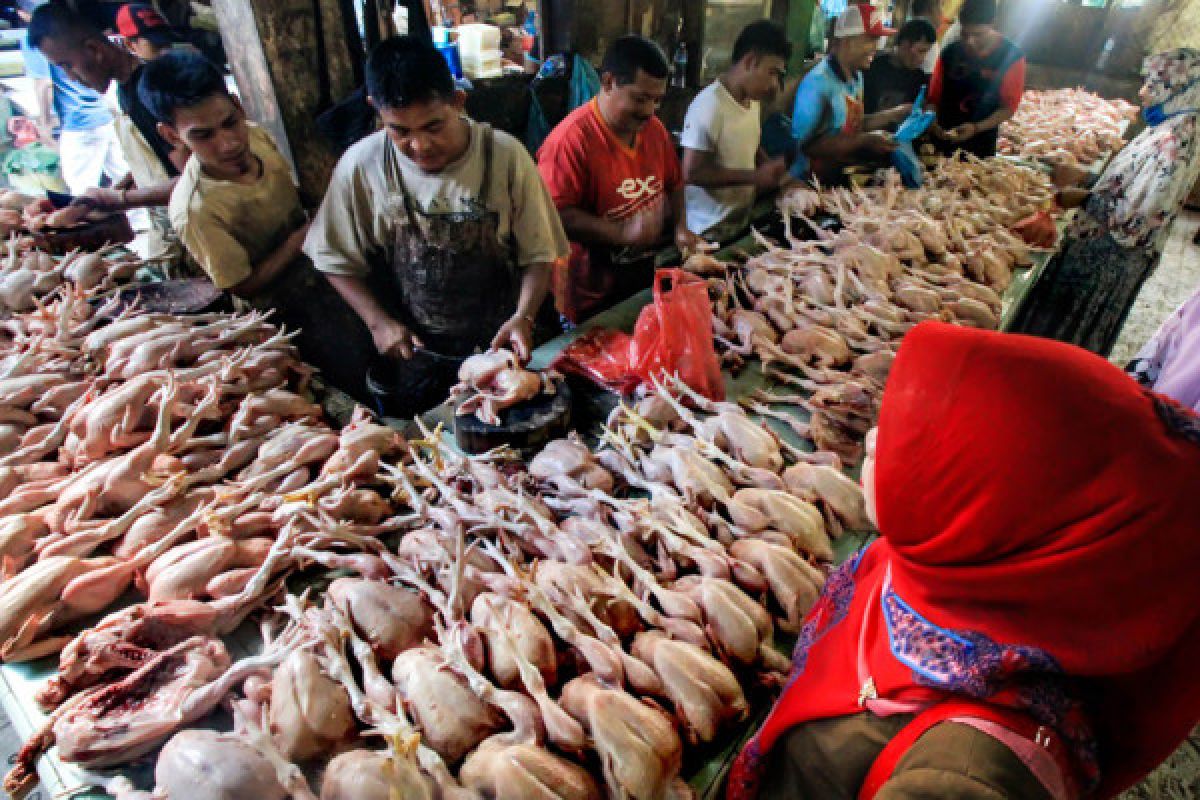 Kaltim butuh 12 juta ekor ayam hingga Idul Fitri