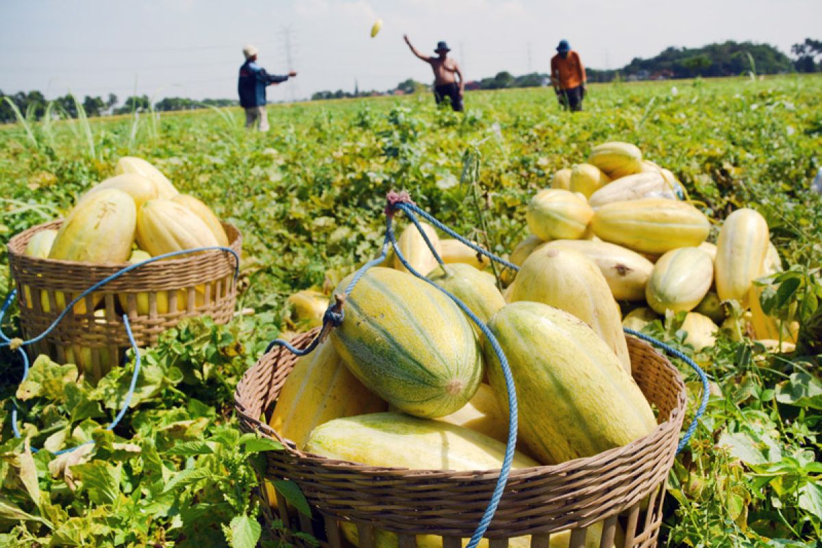 Program READSI perkuat kelembagaan petani