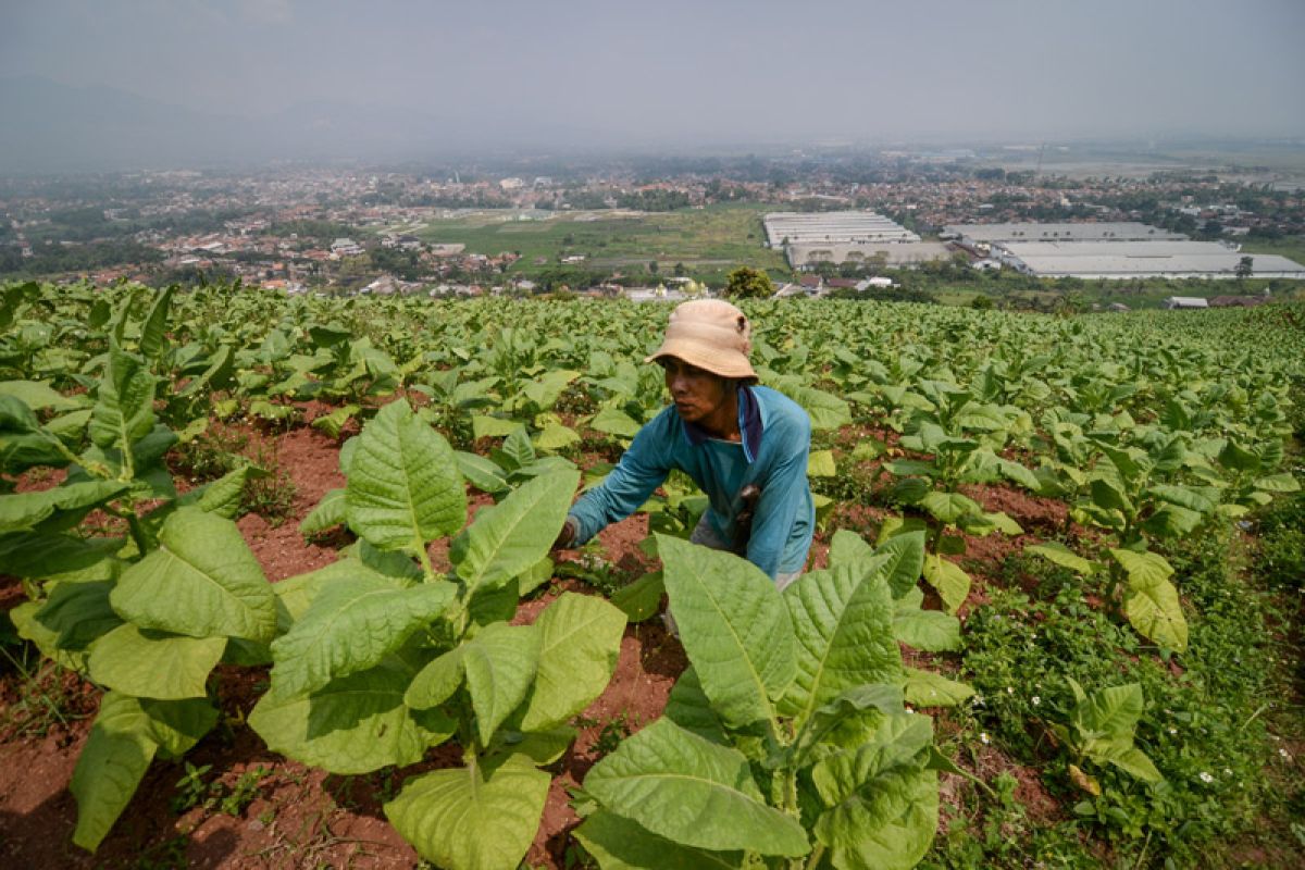 Peneliti temukan petani khawatirkan tembakau impor