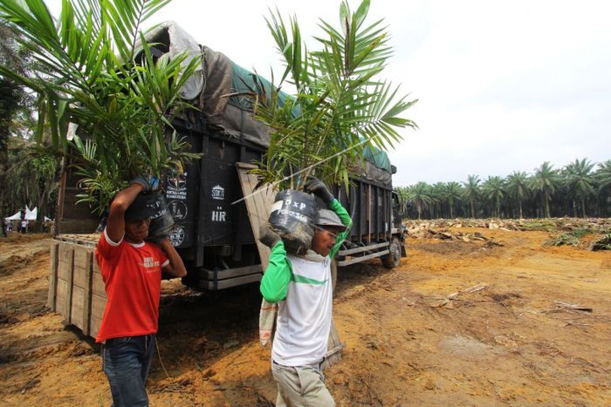 Peremajaan kebun kelapa sawit di Solok Selatan terkendala dana pendamping