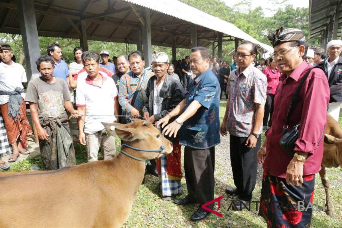 Pemkab Gianyar gelontorkan bantuan 70 ekor sapi