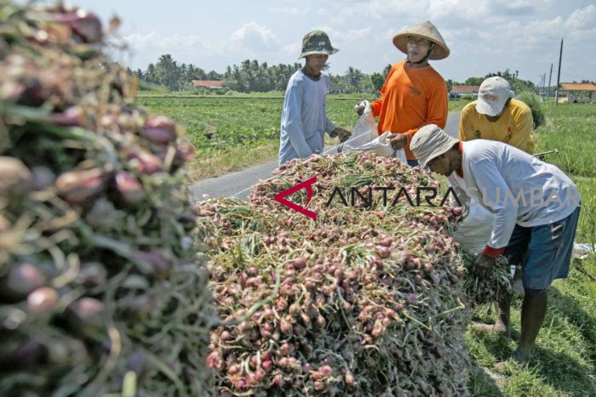 Tanah Laut needs 300 tons red onion