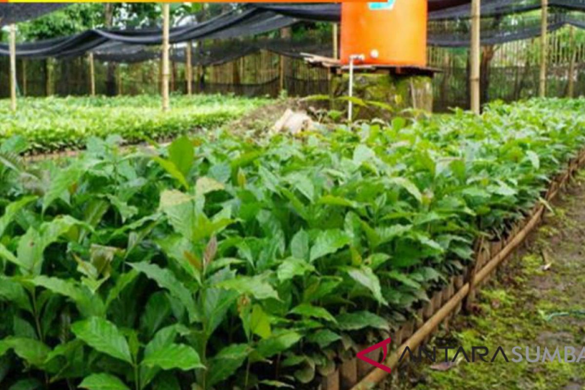 South Solok Distributes 40 Thousands Arabica Coffee Seedlings