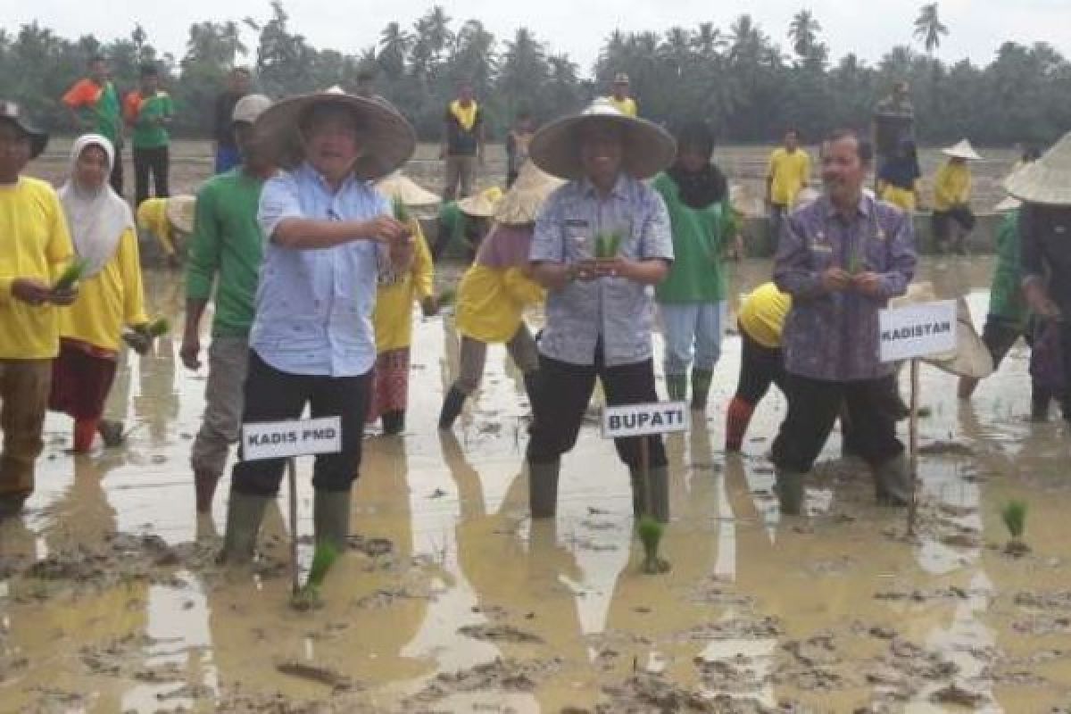 Bupati Kuansing Ikut Tanam Padi Unggul di Desa Tanjung Simandolak